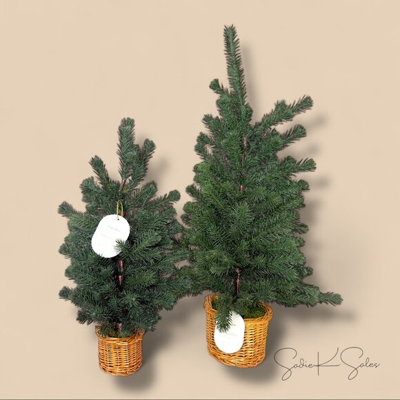 Large Pine Artificial Tree in Basket - Threshold Studio McGee, Christmas 2024 - Picture 7 of 7